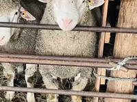 Widder, Ile-de-France sheep — Foto 5