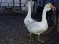 Geese — photo 5