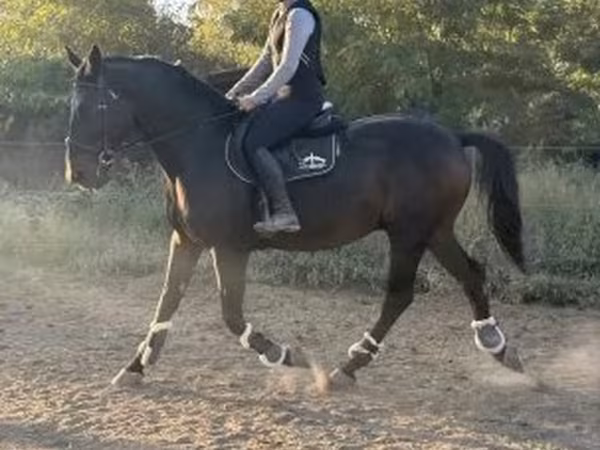 Koń, Nonius horse