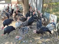 Turkeys — फ़ोटो 5