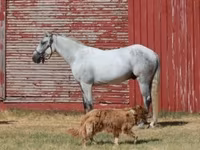 Cheval, Tennessee Walking Horse — photo 2