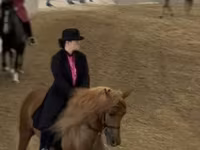 Cheval, Rocky Mountain Horse — photo 4