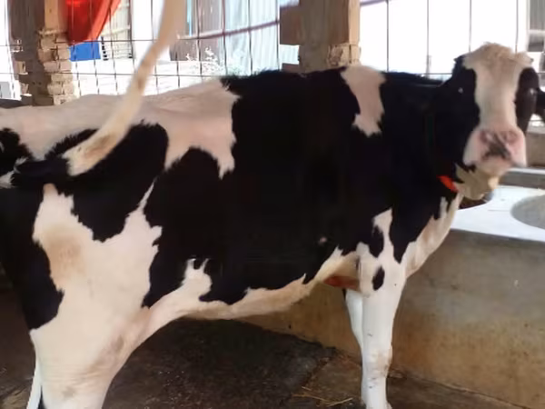 Vache, Race Holstein