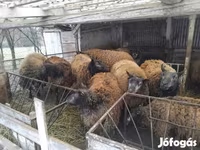 نعجة, Texel sheep — الصورة 1