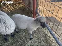 Beran, Shroshire sheep — foto 2