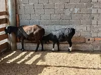 母羊, Sheep — 照片 2