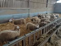 Sheep, Rouge de l’Ouest sheep — photo 2