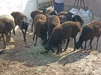 绵羊（批次，未指定性别）, Tajik sheep — 照片 5