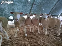 雌羊, Ile-de-France sheep — 写真 1