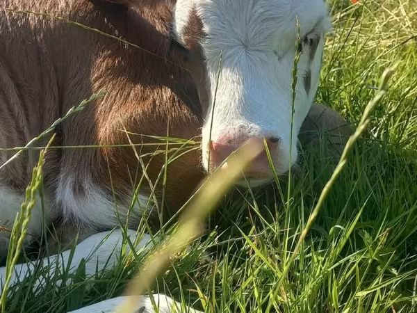 Vache, Simmental cattle