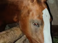 Horse (M), Russian Don — photo 3