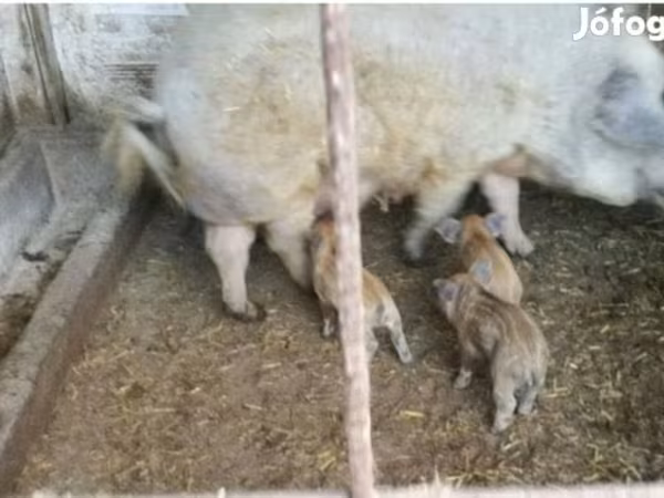 Sow, Мангалица