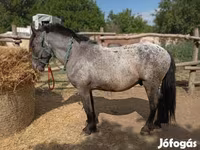 حصان, Appaloosa — الصورة 2