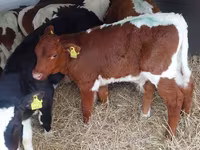 Taureau, Simmental cattle — photo 2