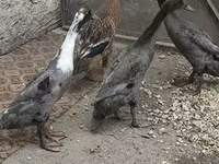 इंडियन रनर — फ़ोटो 2