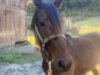 Cheval, Rocky Mountain Horse — photo 2