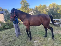 Hengst, Standardbred — Foto 2