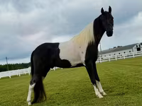 公马, Tennessee Walking Horse — 照片 7