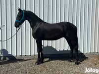 Kůň, Friesian — foto 4