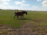فرس, Kinsky horse — الصورة 5