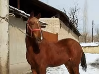 حصان, Karabair horse — الصورة 4