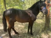 At, Indian half-bred — foto 2