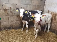 Touro, Simmental cattle — foto 2
