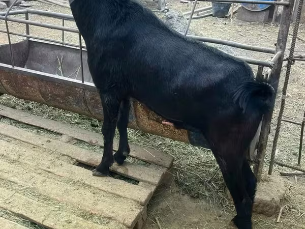 Kozioł, Nubian Goat