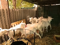 Goats (batch, sex not specified), Pomellata goat — photo 3