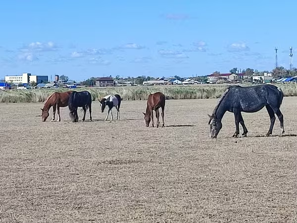 Klisna, Horse breed