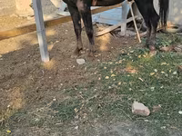 Cheval, Chevaux — photo 2