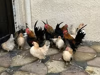 Chickens — Foto 2
