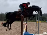 Cavalo, Belgian warmblood horse — foto 2