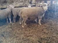 Beran, Ile-de-France sheep — foto 4