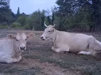 Vaca, Raza carpatiana marrón — foto 3