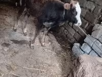 公牛, Cattle — 照片 4