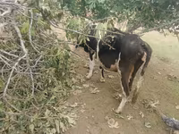 Vaca, Simmental cattle — foto 6