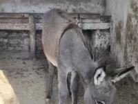 Caballo, Caballos — foto 2
