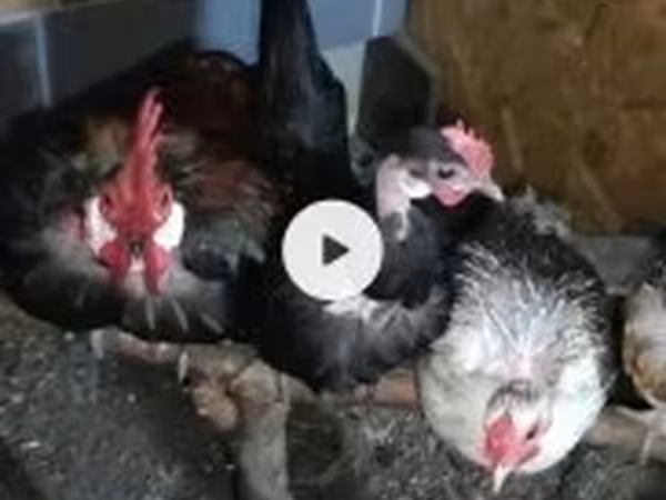 Chickens