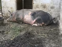 公猪, Pigs — 照片 3