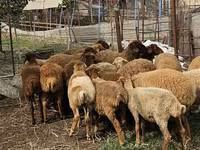 भेड़ें (लॉट, लिंग निर्दिष्ट नहीं), Karabakh sheep — फ़ोटो 3