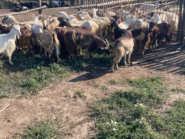 Козел, Кози