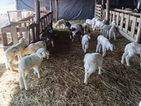 Brebis, Awassi sheep — photo 2