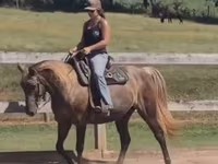 Klisna, Kentucky mountain daddle horse — foto 3