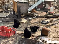 Кохинхин карликовый — фото 3