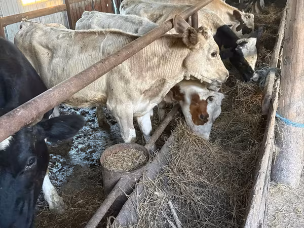 Cow, Cattle