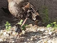 Słoweńska Silver Hen — zdjęcie 4
