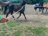 Hengst, Hucul pony — Foto 2