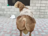 Bélier, Tian-Shan semifinewool sheep — photo 2