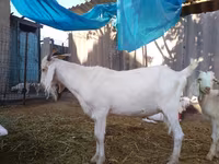 बकरा, Saanen goat — फ़ोटो 7